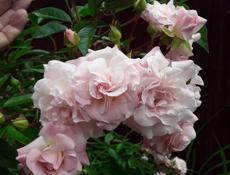 Роза плетистая