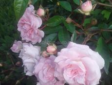 Роза плетистая