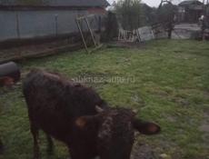 тёлка 30000 торг 