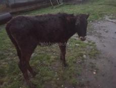 тёлка 30000 торг 