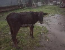 тёлка 30000 торг 