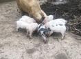 Продаю поросят 