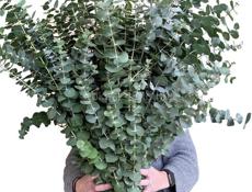 ПРОДАЮТСЯ САЖЕНЦЫ СЕРЕБРИСТОГО ЭВКАЛИПТА 