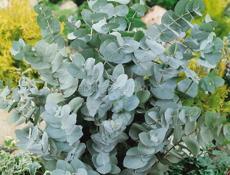 ПРОДАЮТСЯ САЖЕНЦЫ СЕРЕБРИСТОГО ЭВКАЛИПТА 