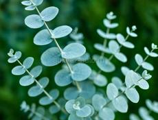 ПРОДАЮТСЯ САЖЕНЦЫ СЕРЕБРИСТОГО ЭВКАЛИПТА 