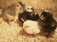 Цыплята Бзыбь 