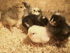 Цыплята Бзыбь 