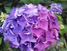 Гортензия