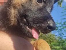 Немецкая овчарка