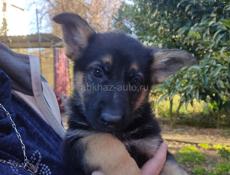 Немецкая овчарка