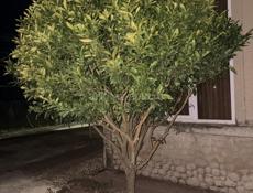 здравствуйте продаю за 30000руб +79407788687