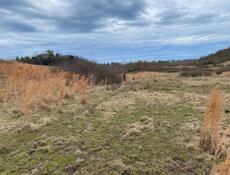 ЛАПСТАРХА цандрыпш 