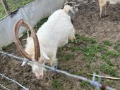 Козлы кг 45-50,  кг 20 ,кг 25 