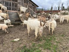 Козлы кг 45-50,  кг 20 ,кг 25 