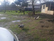 Продаю уток