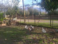 Продаю уток