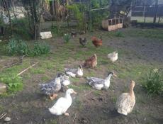 Продаю уток