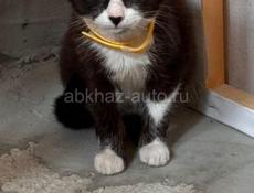 отдам котенка 