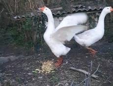 Продаю гуся или меняю на гусыню