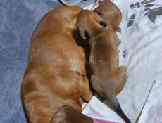 Продаю щенят таксы