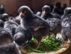 Цыплята недельные породка