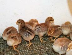 Цыплята недельные породка