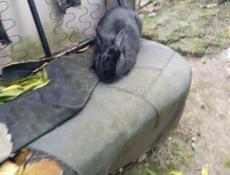 продам кролика (девочка)