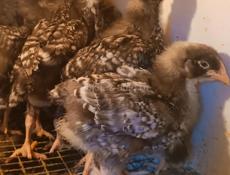 Цыплята