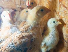 Цыплята