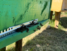 Продает отводки пчел, семьи. Улья с пчелами.