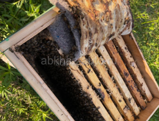 Продает отводки пчел, семьи. Улья с пчелами.