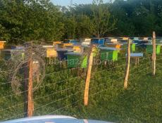 Продает отводки пчел, семьи. Улья с пчелами.