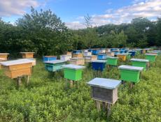 Продает отводки пчел, семьи. Улья с пчелами.