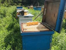 Продает отводки пчел, семьи. Улья с пчелами.