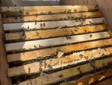 Продает отводки пчел, семьи. Улья с пчелами.