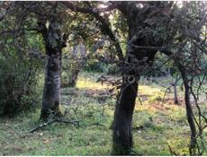 Цандрипш 10 соток ПСОУ