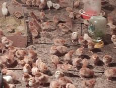 Продаю цыплят несушек им 10 дней