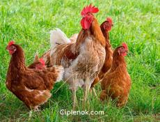 Продаю цыплят несушек им 10 дней