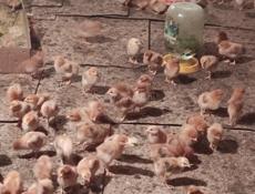 Продаю цыплят несушек им 10 дней