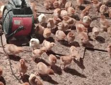 Продаю цыплят несушек им 10 дней