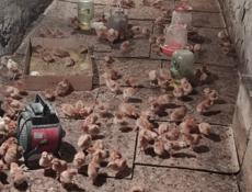 Продаю цыплят несушек им 10 дней