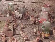 Продаю цыплят несушек им 10 дней