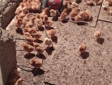 Продаю цыплят несушек им 10 дней 