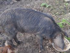 Продается свинья
