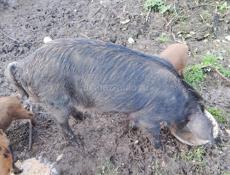 Продается свинья