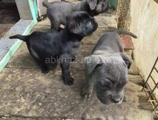 Кони корса, с документами привитые.