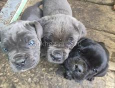 Кони корса, с документами привитые.