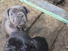 Кони корса, с документами привитые.