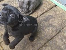 Кони корса, с документами привитые.