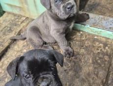 Кони корса, с документами привитые.